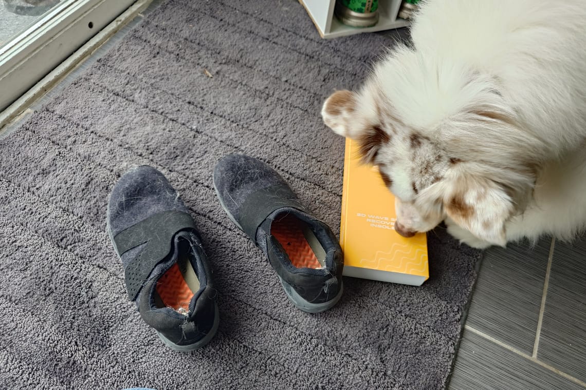 Image of worn black shoes, yellow box with replacement insoles, and Karen's dog, Zakara, sniffing the box.